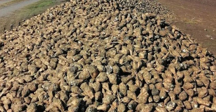 Доля отечественных семян сахарной свеклы в Ставропольском крае превысила 9% в этом году - фото