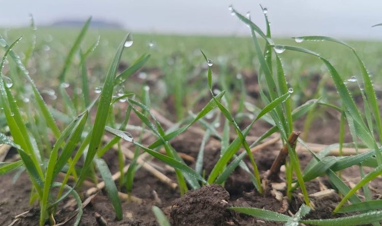 В ДНР взошло более 90% посевов озимых культур под урожай 2026 - фото