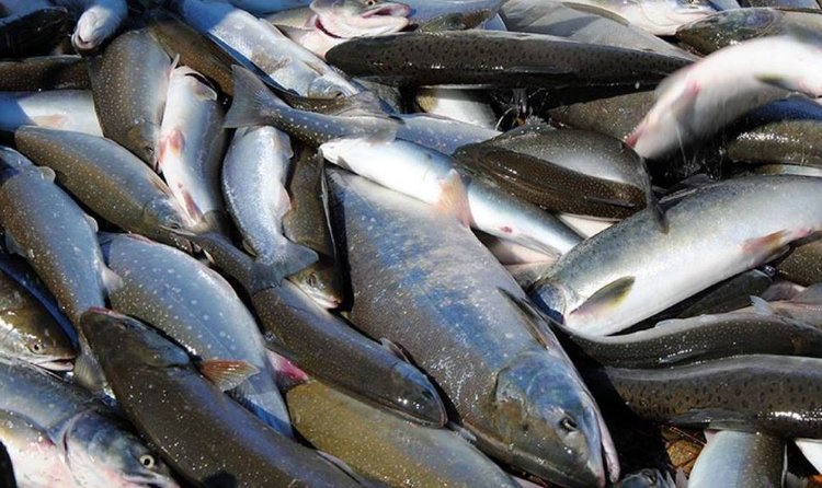 В рекордных уловах лосося помогают беспилотники