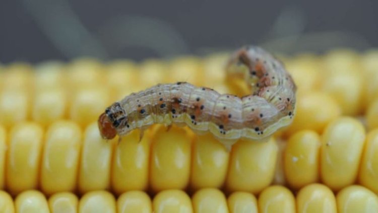 Крылья истребителя отрастила себе американская кукурузная совка, отведав ГМО - фото