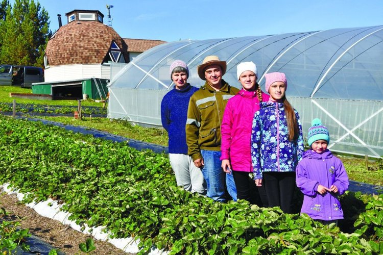 В Кузбассе клубничный фермер запустит свой конвейер микроклонального размножения элитных сортов