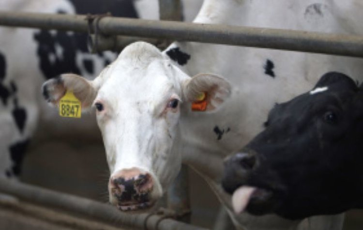 Липецкая область получит 18 млн рублей на развитие геномной селекции в племенном животноводстве - фото