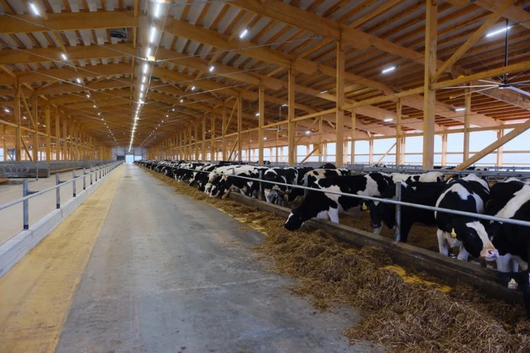 В Пермском крае завершился 2 этап строительства крупнейшего молочного комплекса