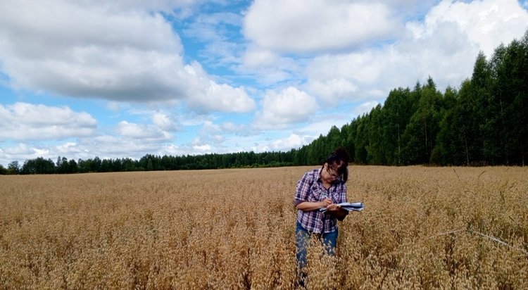 Для специалистов Тверского филиала Россельхозцентра у апробации посевов нет плохой погоды - фото