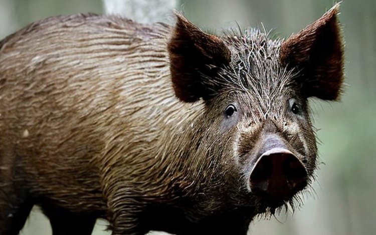 Выброшенный сэндвич с ветчиной власти Испании считают причиной вспышки АЧС у диких кабанов - фото