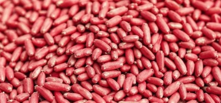 Садоводство и импортозамещение семян входят в приоритеты аграрной политики Ставрополья - фото