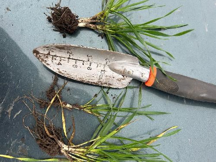 Правильное питание поможет озимым в Волгоградской области успешно перезимовать - фото