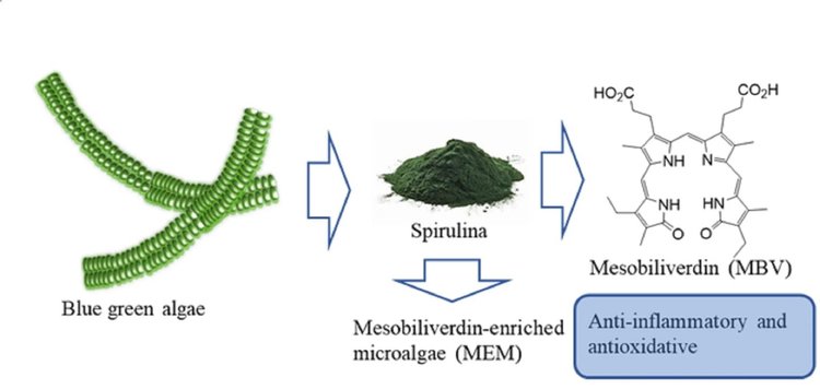 Найден способ производить натуральный антибиотик из спирулины - фото