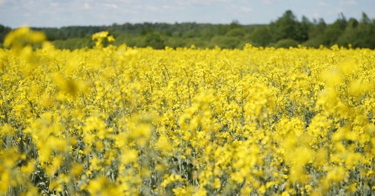 Масличный рекорд Ивановской области 2025: рапс в приоритете