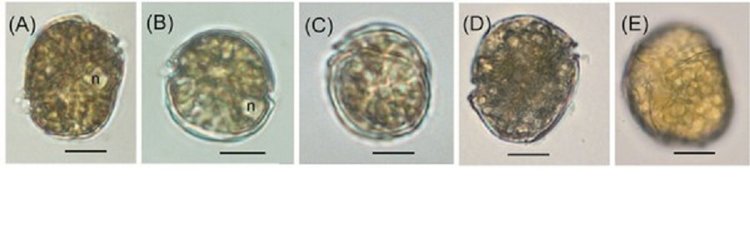 Тропическая токсичная микроводоросль доплыла до тихоокеанских вод России
