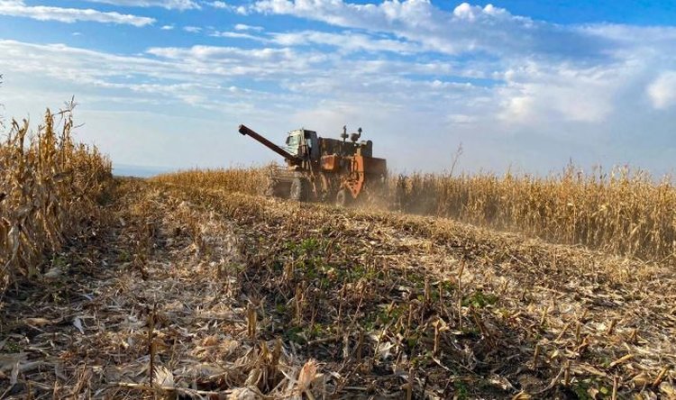 В Дагестане подвели итоги уборочной 2025 по кукурузе на зерно