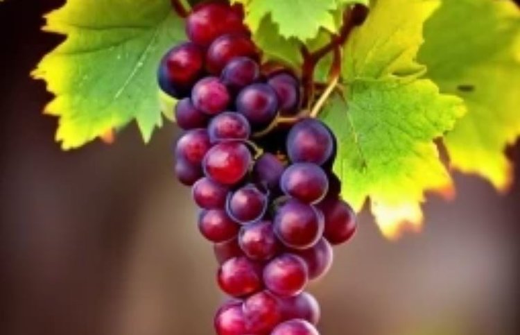 Метод обновления сортового состава виноградников за 2 сезона разработали в Кубанском ГАУ
