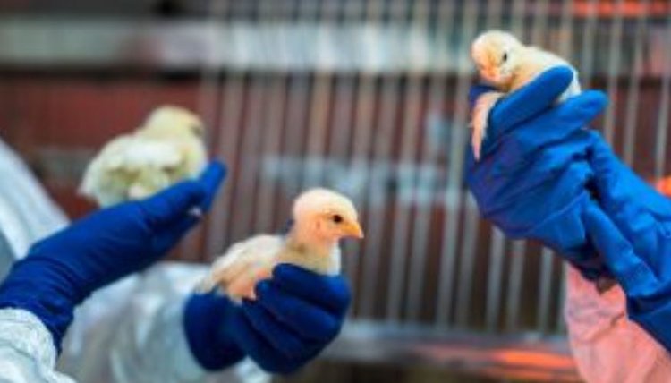 Генетические свойства вируса гриппа птиц H5N5, убившего человека в США, выяснили российские ученые