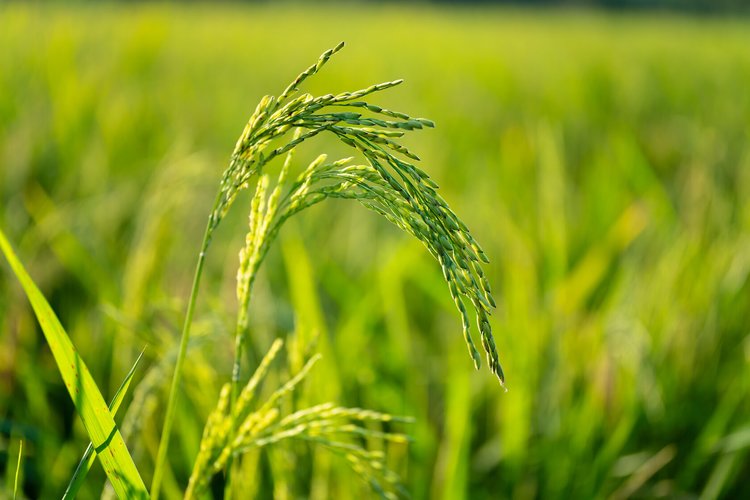 Краснодарский край подтвердил статус главного производителя риса в уборочной 2025