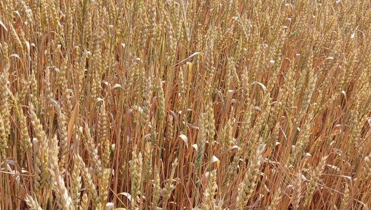 Обеспеченность семенами высоких репродукций в ДНР достигла 50%  - фото