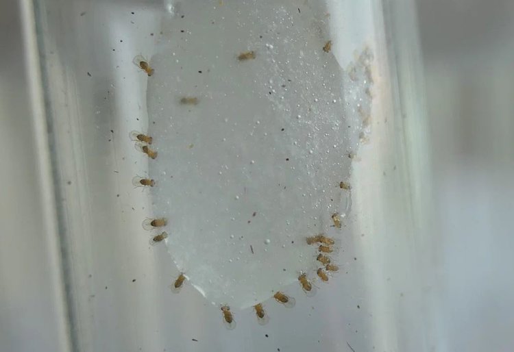 Биологи нашли способ эффективно выращивать насекомых-защитников растений в лаборатории - фото