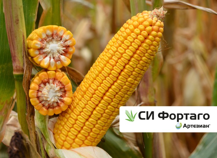 АРТЕЗИАН: подберите свой идеальный гибрид кукурузы