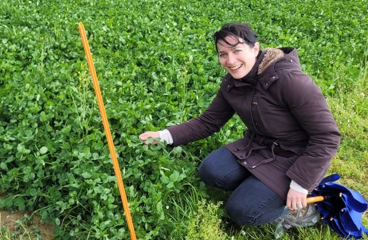 Биоразнообразное пастбище более урожайно и меньше зависит от агрохимических удобрений - фото