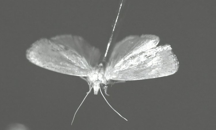 Ультразвуковой отпугиватель восковой моли разработали в помощь пчеловодам - фото