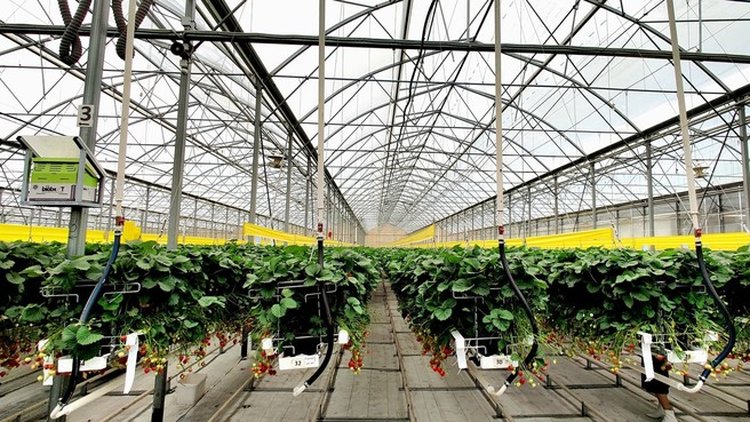 Российским агропредприятиям помогут внедрить газопоршневые электростанции для снижения себестоимости продукции - фото