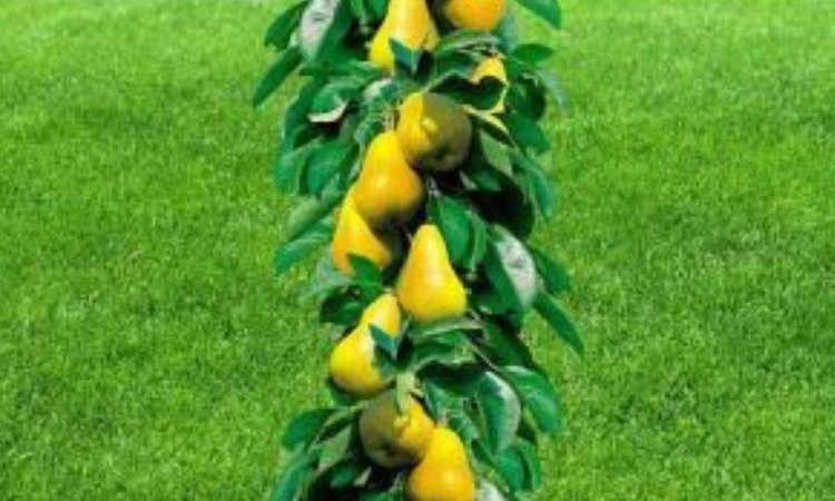 300 саженцев груши с болезнью перерождения цветков отправили в огонь в Московской области - фото