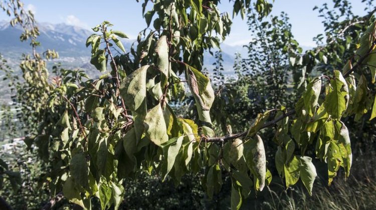 Фитоплазму переносят не только листоблошки? Загадка больных абрикосов в Вале