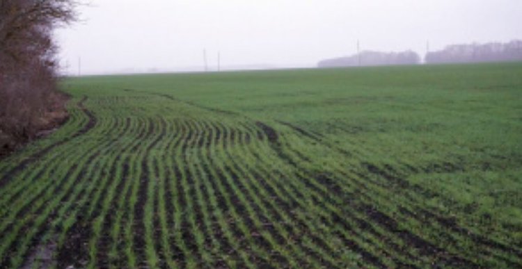 Липецкие озимые под урожай 2026 выглядят бодрячком - фото