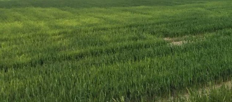 Над крымскими озимыми нависла угроза болезней: причина в аномальном тепле  - фото