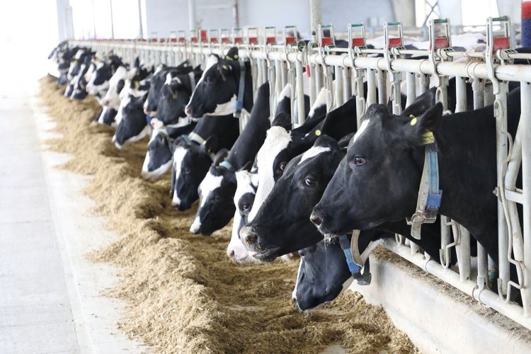 На Кубани в пострадавших от засухи муниципалитетах в 2026 году молочным животноводам увеличат субсидию - фото