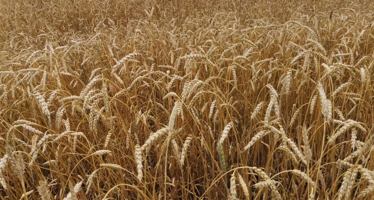 Зерновые с самодостаточностью по азоту будут созданы обязательно - фото