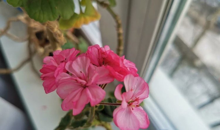 Паутинный клещ на комнатных цветах: что сделать для победы над вредителем - фото