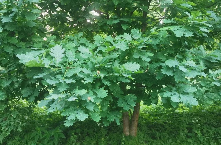 250 кг семян дуба с улучшенными свойствами высеяли в Белгородской области