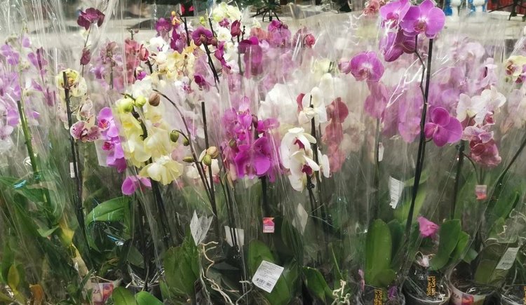 Орхидея из супермаркета: как спасти красавицу и помочь цвести годами - фото