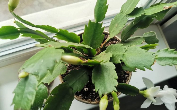 Как поворот горшка не вовремя сбивает декабрист с цветения - фото