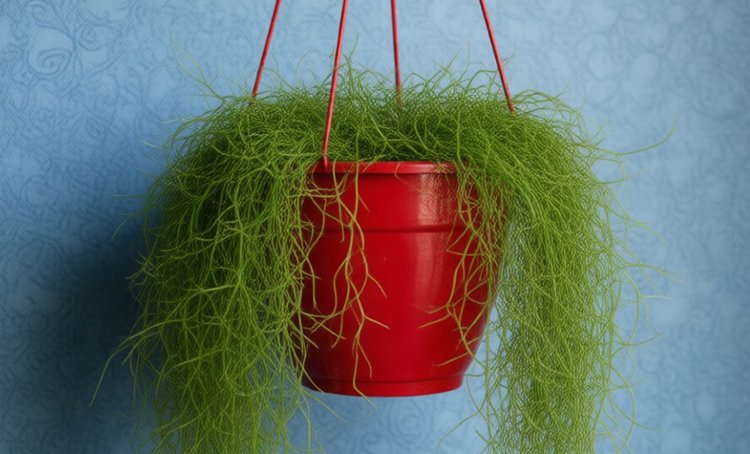 Почему рипсалисы растут медленно и что на самом деле мы видим в горшке в магазине - фото