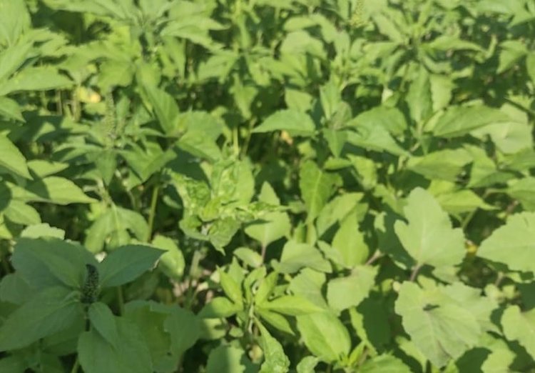 К началу зимы в Пензенской области насчитывалось 153 карантинных фитосанитарных зон