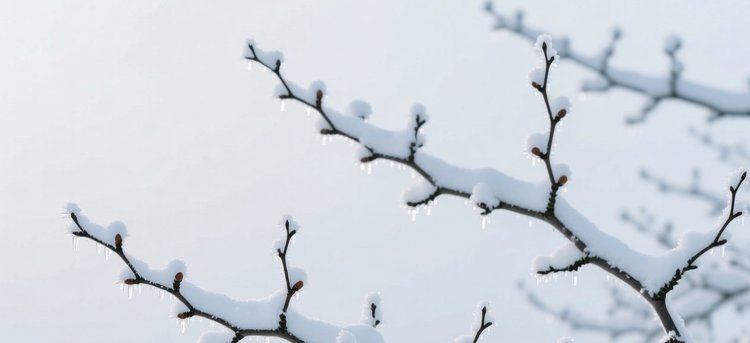 Правда ли, что медный купорос защищает почки плодовых от мороза?