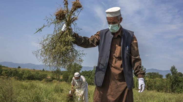 Против сорняка голода в Пакистане выпускают долгоносиков и на подходе биогербицидный гриб