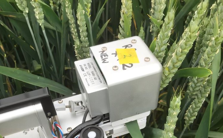 Элитные сорта пшеницы способны к усиленному фотосинтезу с небольшой помощью