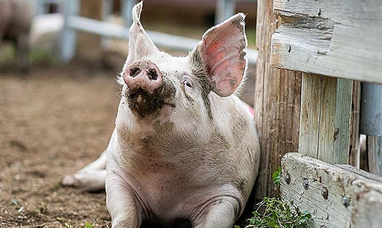 В чем причина некроза ушей у свиней: установлен виновник и разработана вакцина - фото