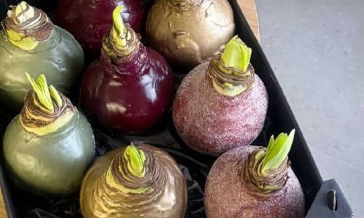 Луковицы гиппеаструма в воске: что за новогоднее чудо? - фото