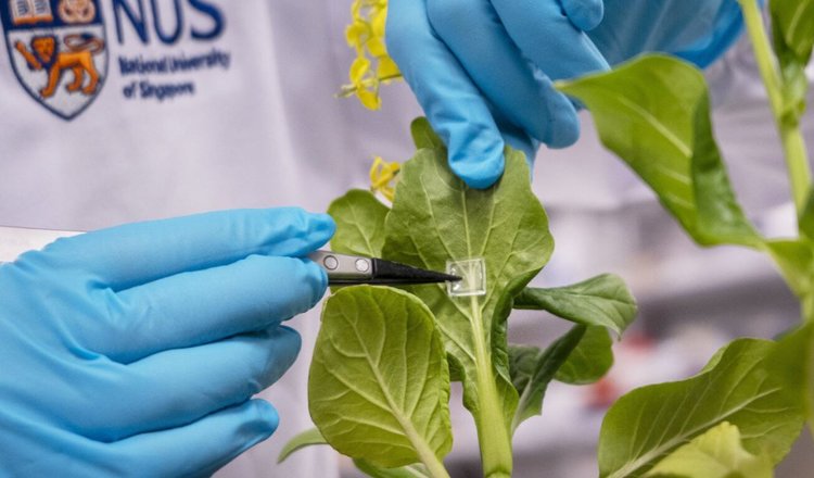 Концепция «микроигольчатого» биоудобрения начала свой путь в будущее роботизированного АПК - фото