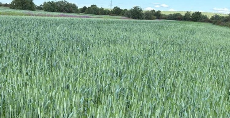 Крупнейшее молочное хозяйство за Полярным кругом опробовало в этом году яровую тритикале