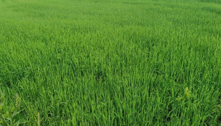 Вопреки капризам зимы. Россельхозцентр оценил состояние озимых в Тверской области