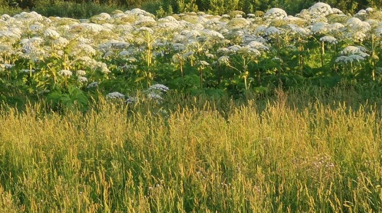 С 2026 года штрафы за борщевик Сосновского повысятся - фото