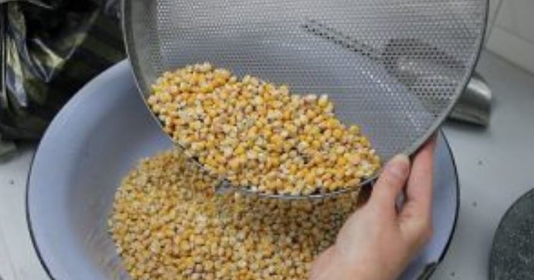 Крупную партию кукурузы с опасным токсином обнаружили вовремя