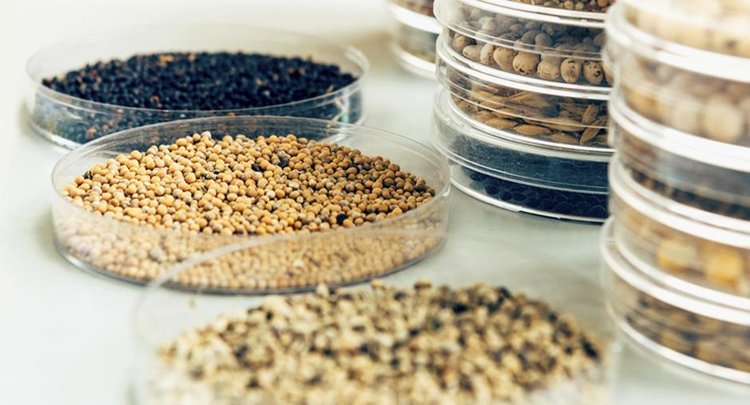 Курганский экспорт зерна набирает обороты