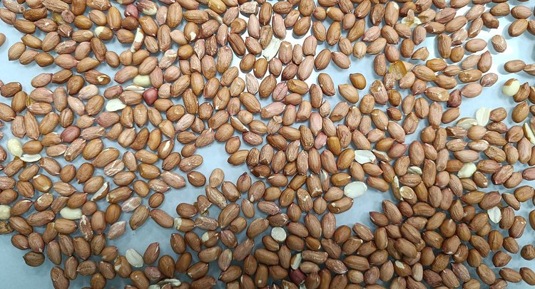 В крупной партии бразильского арахиса обнаружен афлатоксин B1 в опасных концентрациях