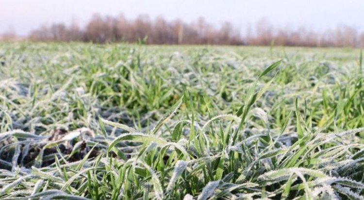 Аномально тёплая осень 2025 года тревожит производителей озимых в Татарстане: специалисты дали прогноз перезимовки