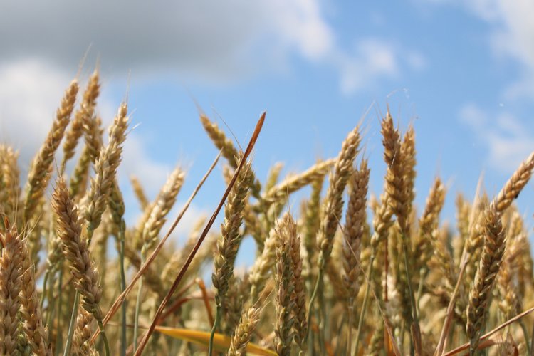 Алтайским зерновым лидером 2025 стал Каменский район